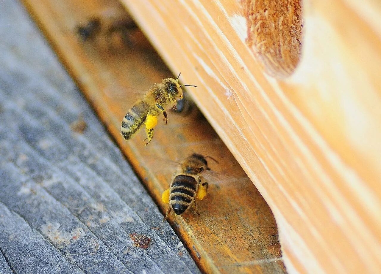 Пчела. Пчела с обножкой. Медовая пчела. Пчелы в улье.