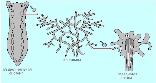 Представлена протонефридиями плоские черви. Выделительная система белой планарии. Выделительная система молочной планарии. Плоские черви протонефридии. Выделительная система система плоских червей.