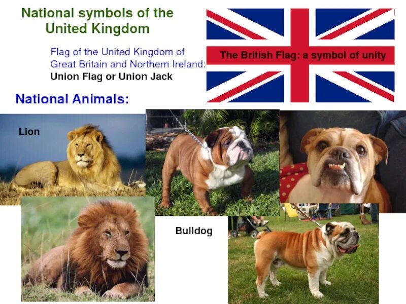 Animal uk