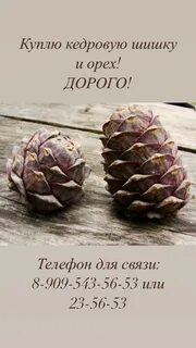 Плотность шишки