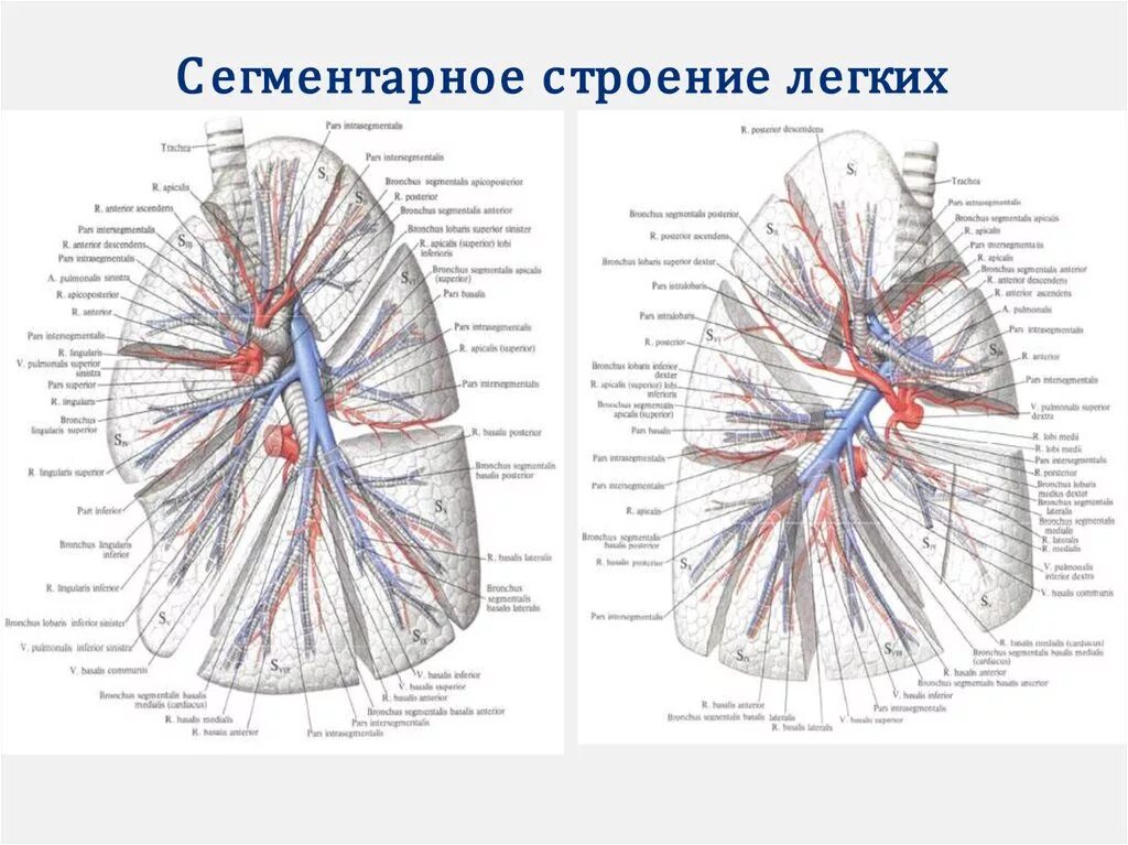 Легкое строение сбоку. Строение легкого анатомия. Сегментарные артерии левого легкого. Сегментарное строение лёгких анатомия. Легкие артерии и вены