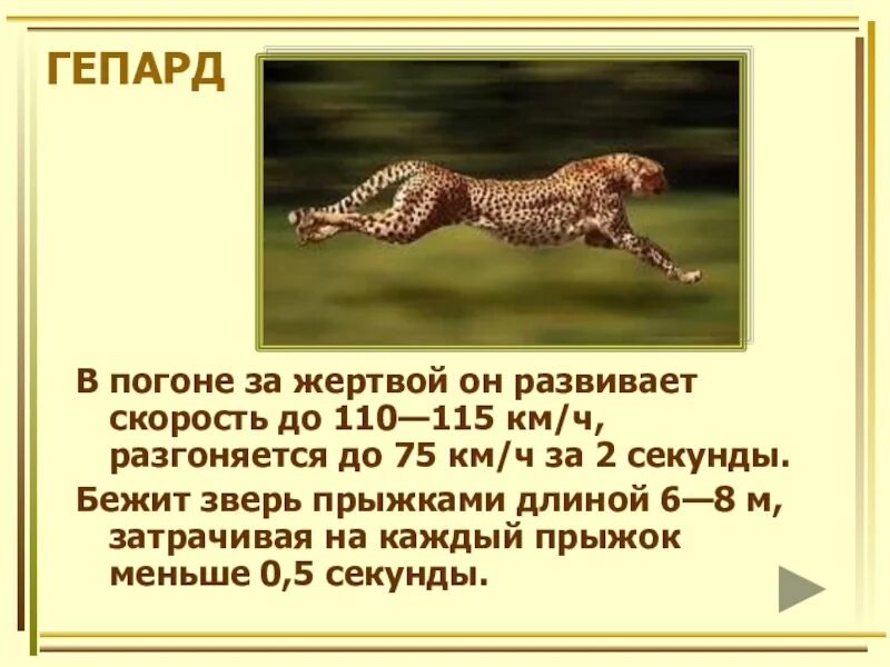 Сколько километров в час пробегает. Скорость гепарда км/ч. Гепард скорость бега. Максимальное скорос геопард. Скорость гепарда км/ч максимальная.