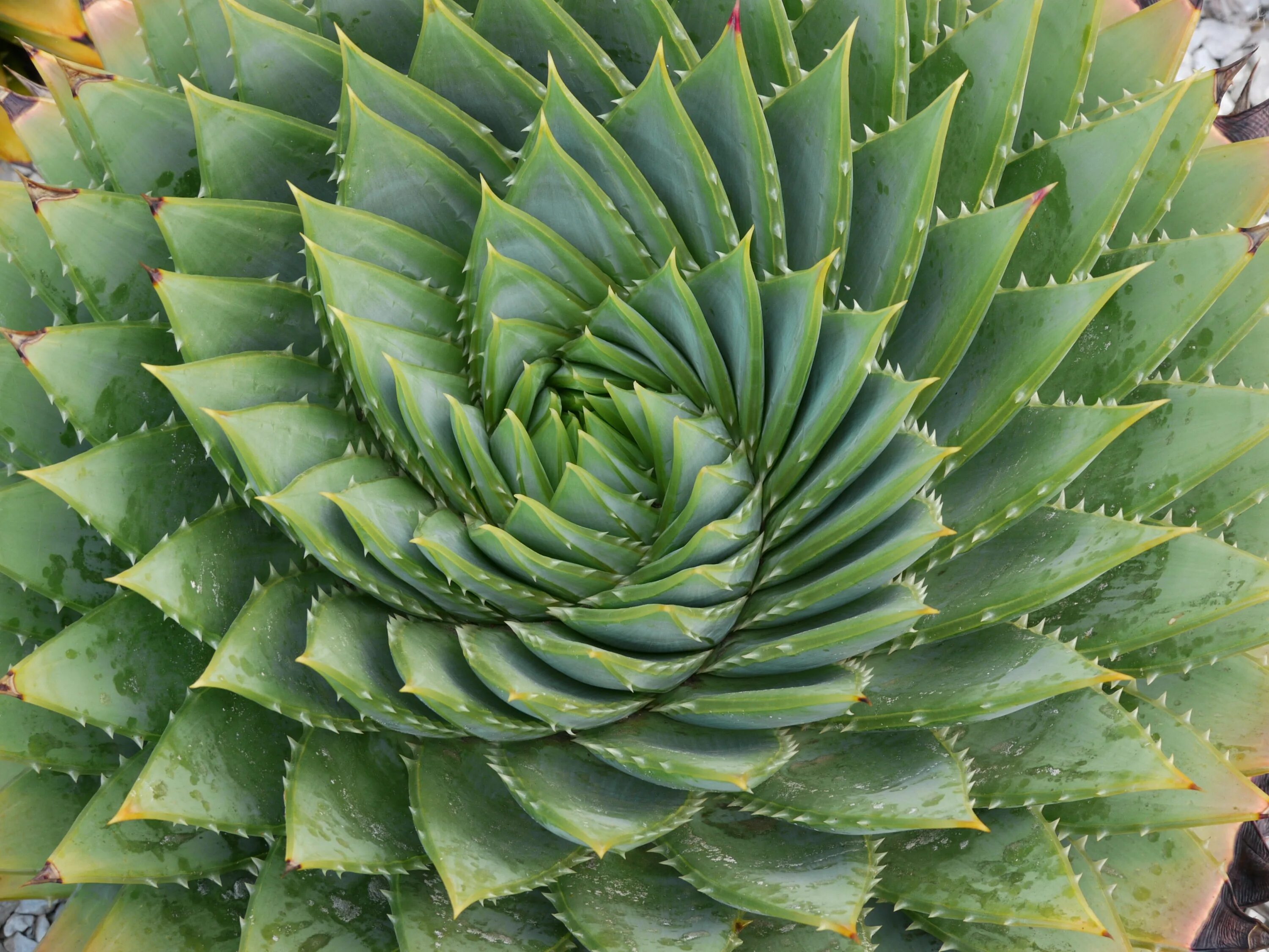 Кактусовая кожа. Алоэ Филлотаксис. Суккулент фрактал. Cacti florarium. Кактусы в природе.
