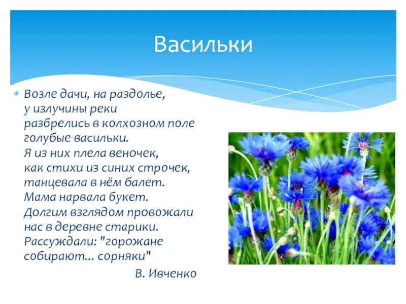 Василек синий текст. Василек. Стихотворение про Василек. Васильки в поле. Стихи про васильки.