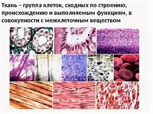 Одинаковая группа клеток