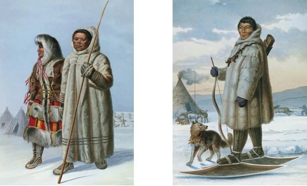 Народы сибири ненцы в 17 веке. Самоеды племя. (ненцы, ханты, манси, селькупы. Ненцы самоеды. Ненцы самоеды.