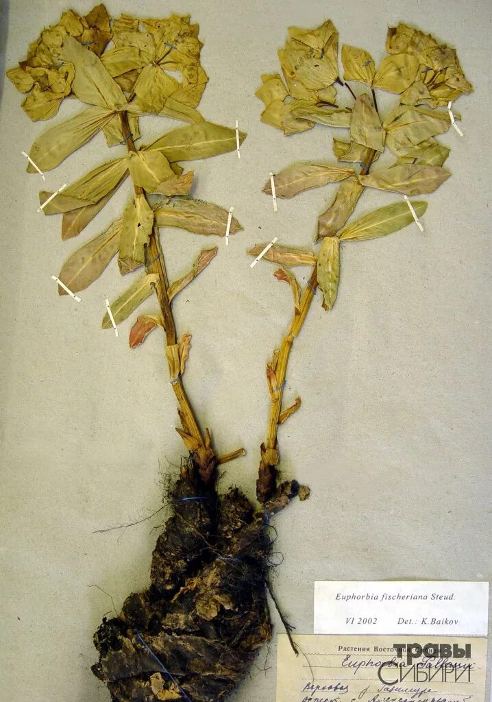 настой молочая палласа. молочай фишера корень мужик-корень. мужик-корень молочай настойка. фото мужик корня. фото мужик корня.