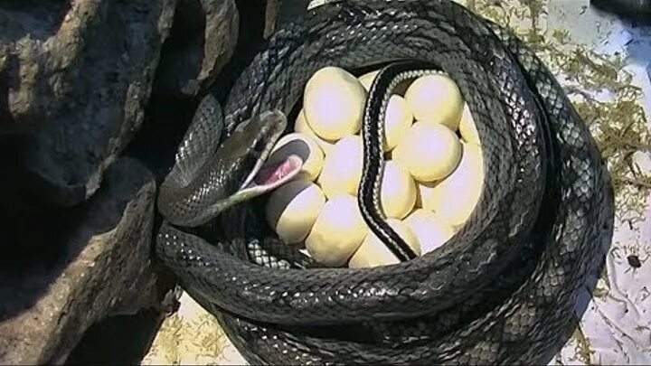 Видео яйца змеи. Змеиные яйца гадюки.