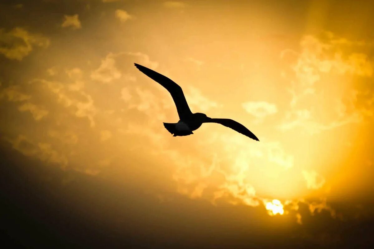 Девушка летает. Полет на зонтике. Птицы в небе. Птицы в небе. Лети обр.