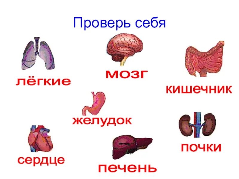 Модель тела человека 2 класс окружающий мир. Модель внутреннее строение организма 3 класс. модель внутреннее строение тела человека окружающий мир 3. внутренние органы человека для детей. внутренние органы человека для дошкольников.