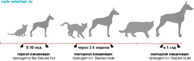 Схема вакцинации собак. Прививки собакам по возрасту таблица. Вакцинация от бешенства собак схема. Схема вакцинации щенков до года.