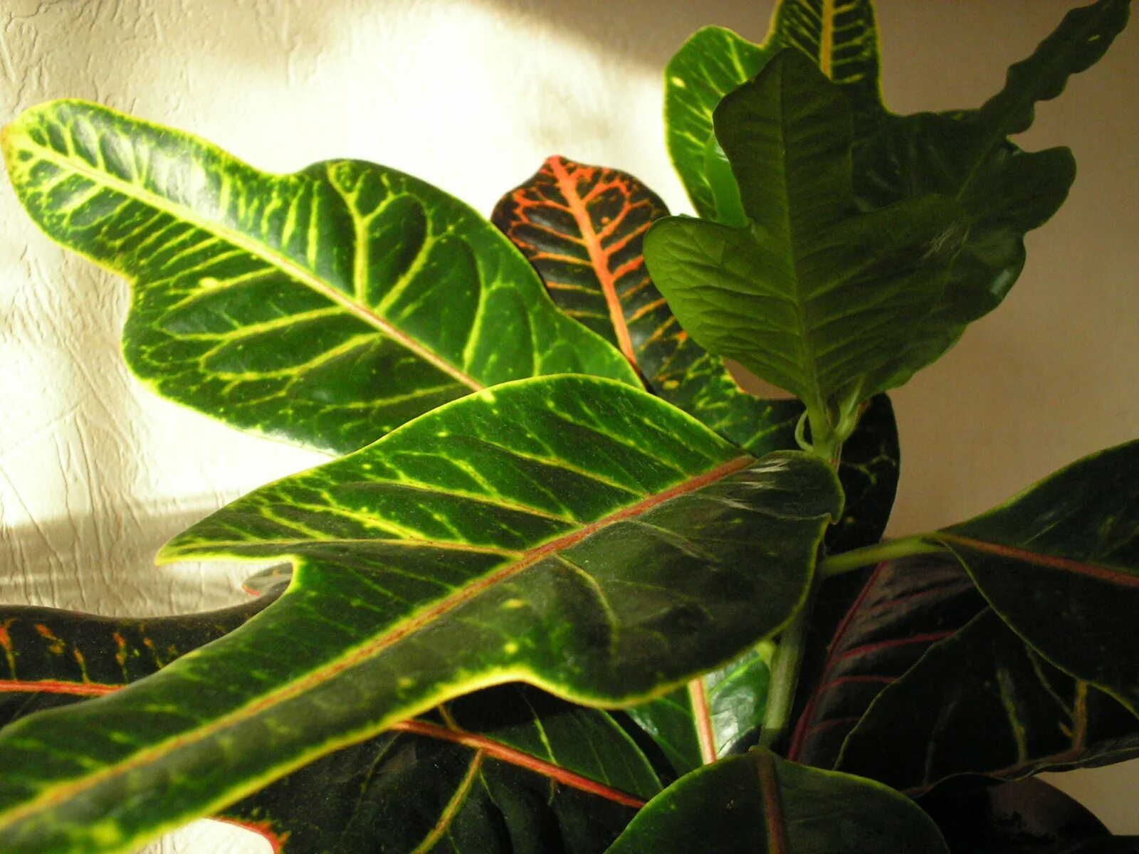 черенки кротона кодиеум. кодиеум. кротон размножение листом. кодиеум корни. кодиеум кротон размножение листом.