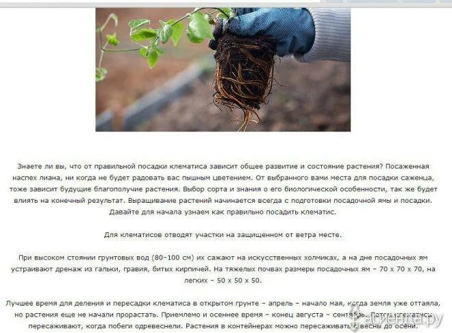 Как посадить клематис весной в открытый грунт. Посадка клематисов весной в открытый грунт. клематис высадка в открытый грунт весной. клематисы корневая. посадка клематиса весной в открытый грунт.