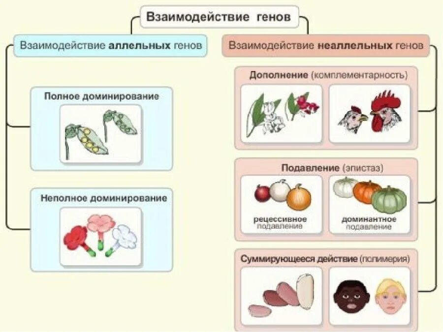 Схема типы взаимодействия аллельных генов. Типы взаимодействия генов аллельные и неаллельные. Схема взаимодействие генов с примерами. Аллельные и неаллельные гены взаимодействие. Группа аллельных генов