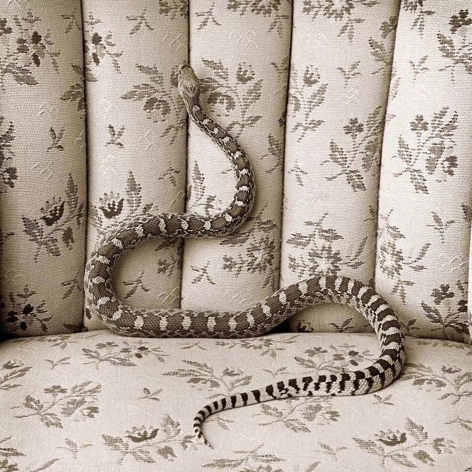 Почему змеи боятся. Змея на диване.