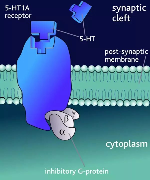 5 ht3 рецепторы. 5-нт3-серотониновые рецепторы. Блокаторы серотониновых 5нт рецепторов. 5 ht3 рецепторы. Блокаторы 5 ht3 рецепторов.
