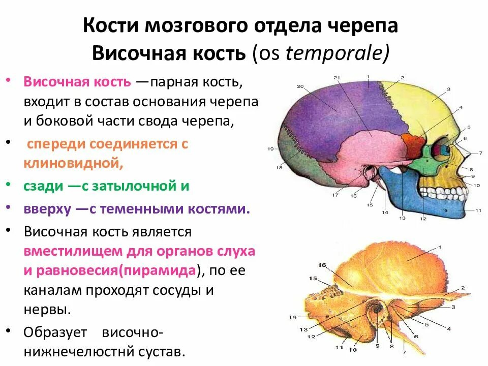 Кости мозгового отдела черепа. Кости свода мозгового отдела черепа. Кости мозгового отдела черепа таблица. Височная кость мозговой отдел. Черепно мозговую кость