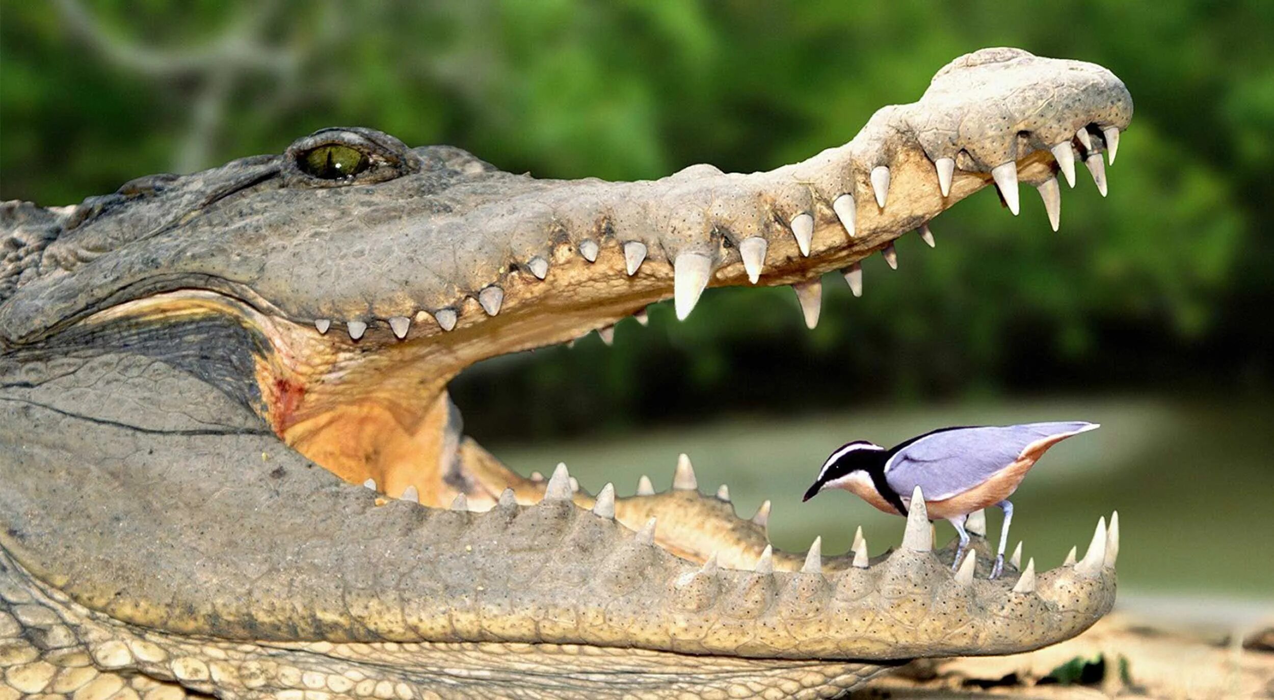 Зубы парнокопытных. Крокодил и птичка Тари симбиоз. Мутуализм крокодил. Крокодил симбиоз. Симбиоз животных.