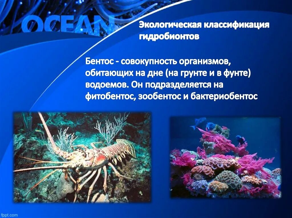 Бентос группа организмов. Нектон и бентос. Планктон Нектон бентос. Гидробионты бентос. Бентос организмы.
