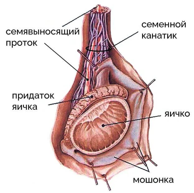 Семенной канатик и семявыносящий проток. Семенной канатик строение. Семенной канатик строение анатомия строение. Анатомия яичка и семенного канатика. Яички мужчин цена