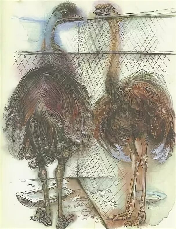 Про сарли черепаху. Лесли риис. лесли риис про сарли. про коалу ушастика черепаху сарли и карроинги-эму. лесли риис про коалу.