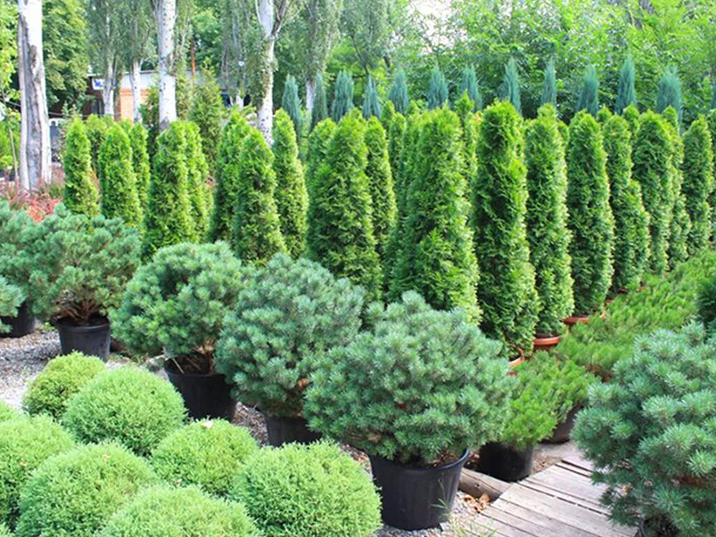 Посадочный материал цветы. Питомник саженцы. Ново питомник растений. Ново питомник растений. Императорский лесопитомник.