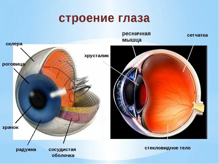 Как мы видим зрением. Строение глаза склера роговица. Строение глаза человека схема. Оболочки глазного яблока схема. Строение и функции хрусталика сетчатка глаза.