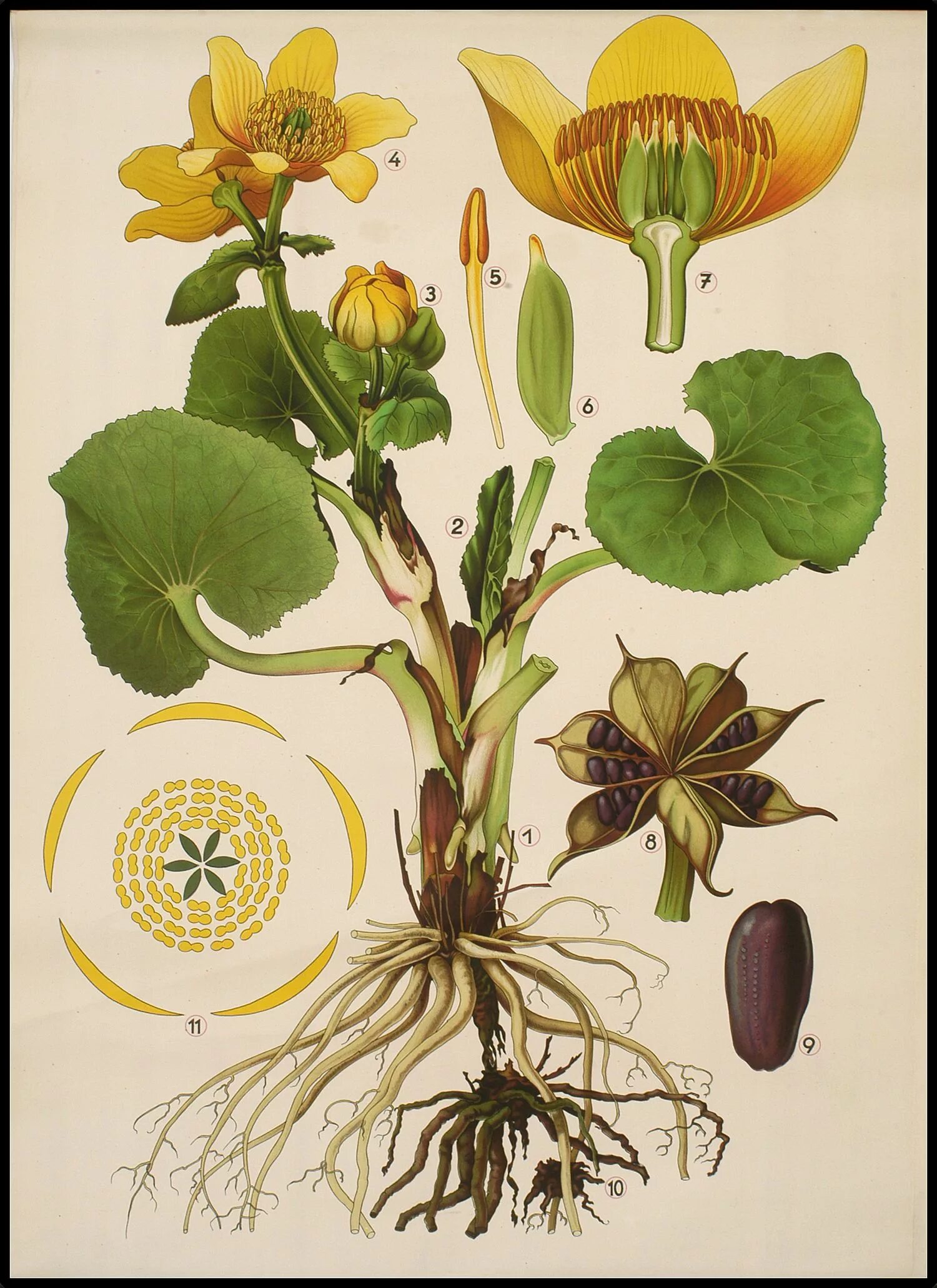 Проект ботаника тг. Ботанические плакаты. Постер ботаника. Плакаты по ботанике. Ботанические постеры.