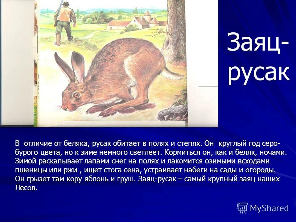 Различия зайцев беляк и русак. Заяц Беляк и Русак сходство и различие. Различия зайца беляка и зайца русака. Заяц-Беляк и заяц-Русак сходства и различия. Различия зайца беляка и русака.