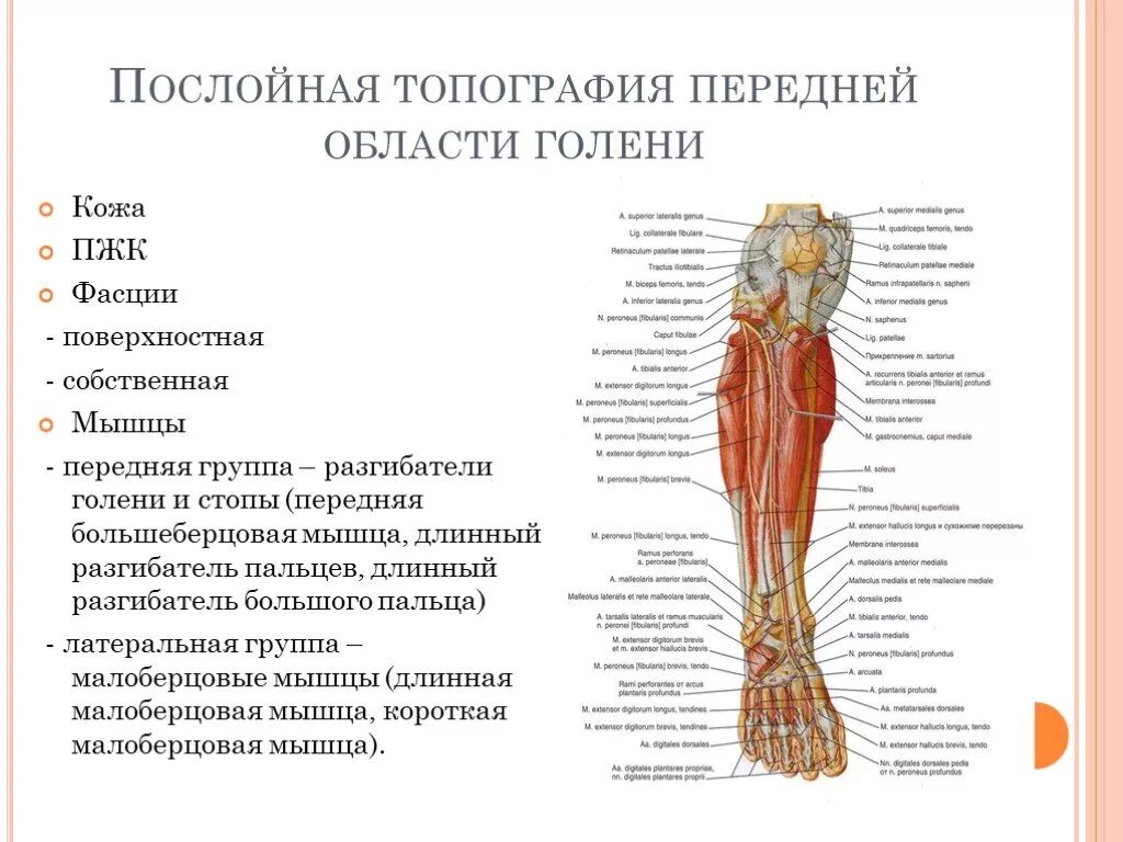 Области нижней конечности. Каналы нижней конечности топографическая анатомия таблица. Топография передней области голени. Передняя область голени послойная топография. Послойное строение голени топографическая анатомия.