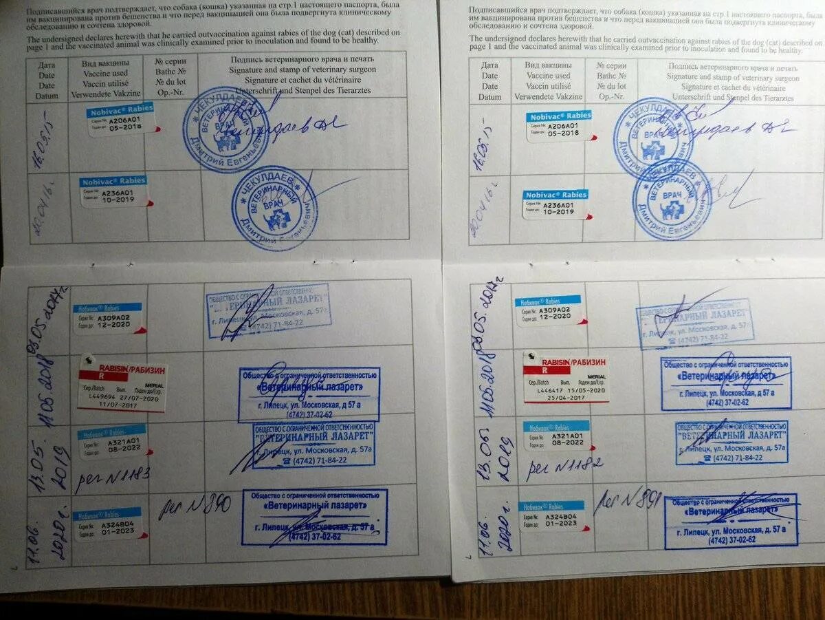 Документ с прививками. Причины отказа от вакцины. Какие документы нужны для прививки. Международный прививочный сертификат желтая лихорадка. Памятка как подготовиться к прививке.
