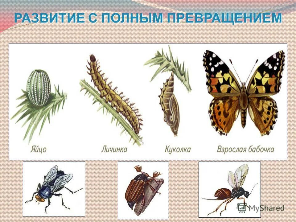 Личинки перепончатокрылых насекомых. Развитие с неполным метаморфозом у насекомых. Рыжий таракан развивается с полным превращением. Рыжий таракан развивается с полным превращением. Рыжий таракан развивается с полным превращением.