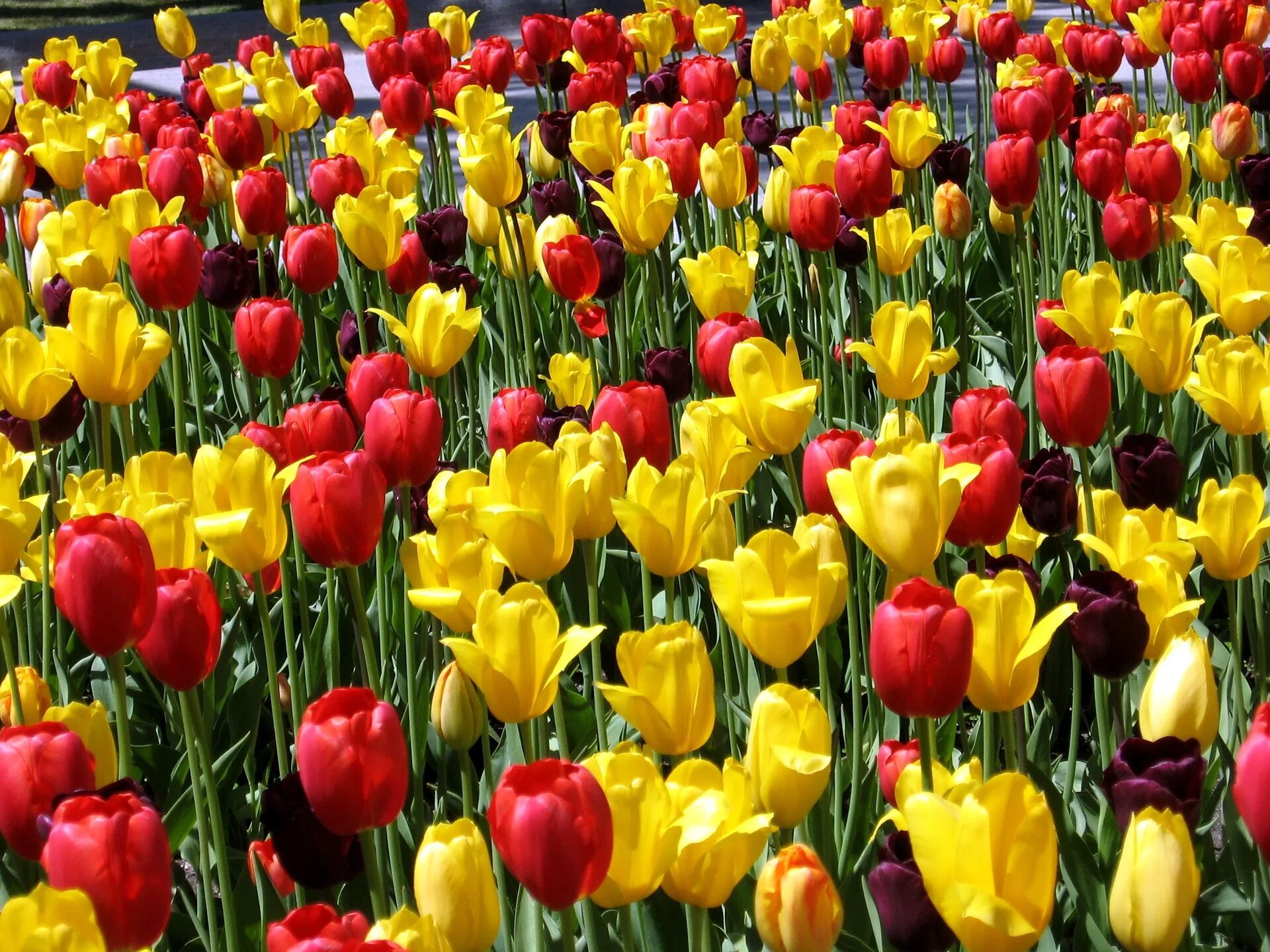 Тюльпанчики картинки. Тюльпан Маршал Жуков. Цветы тюльпаны. Тюльпаны разных цветов. Весенние цветы тюльпаны.