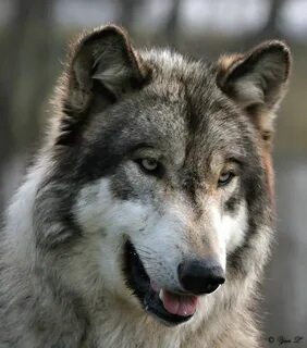 Happy wolf
