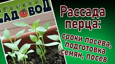 Когда сеять перец в 2024 сибири