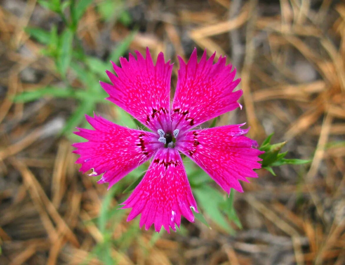 Гвоздика минске. Dianthus versicolor. Гвоздика Уральская. Гвоздика южностепная. Dianthus versicolor Fisch.- Гвоздика разноцветная.