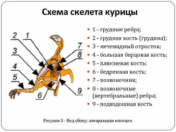 Грудные позвонки у птиц. Где у кур трубчатые кости. Трубчатые кости у курицы где. Строение скелета курицы схема. Трубчатые кости у курицы где находится.