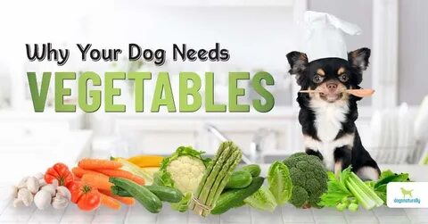 Dog vegetable