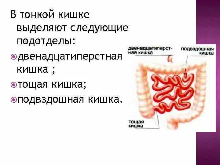 Кишечно выделяемое