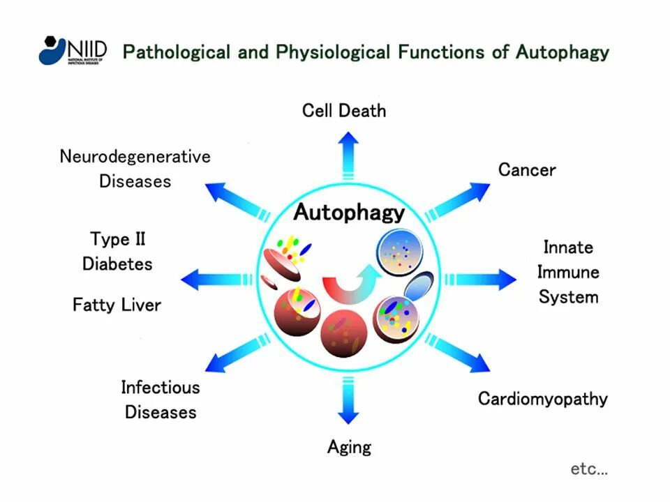 Аутофагия это простыми словами. Аутофагия. Механизм аутофагии. Стадии аутофагии. Аутофагия иммунология.