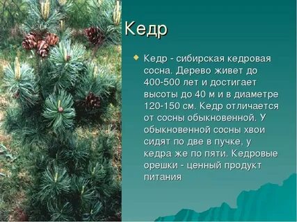 Кедр какой вид растения