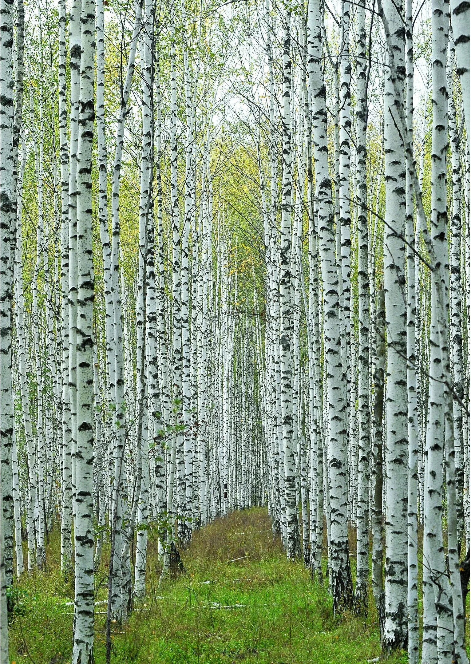 Березовая роща. Берёзовая роща златоуст. Белоствольная береза. Роща белых берез. Роща белых берез.