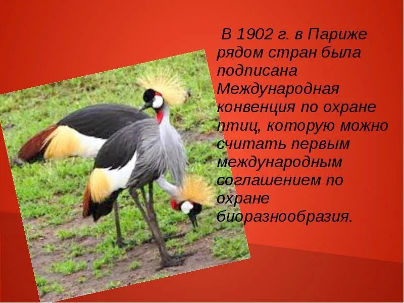 Проект книга история создания 2 класс История создания книги и библиотеки online presentation