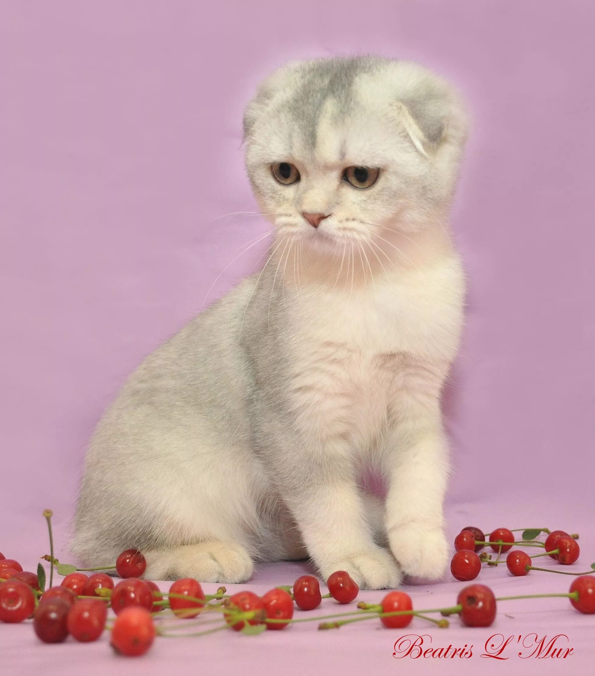 Foldex Cat Breed Information and Pictures PetGuide Cat breeds, Cats, Cat scott