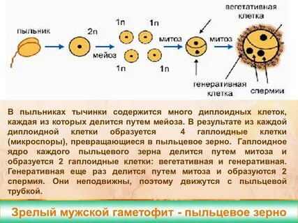 Генеративная клетка