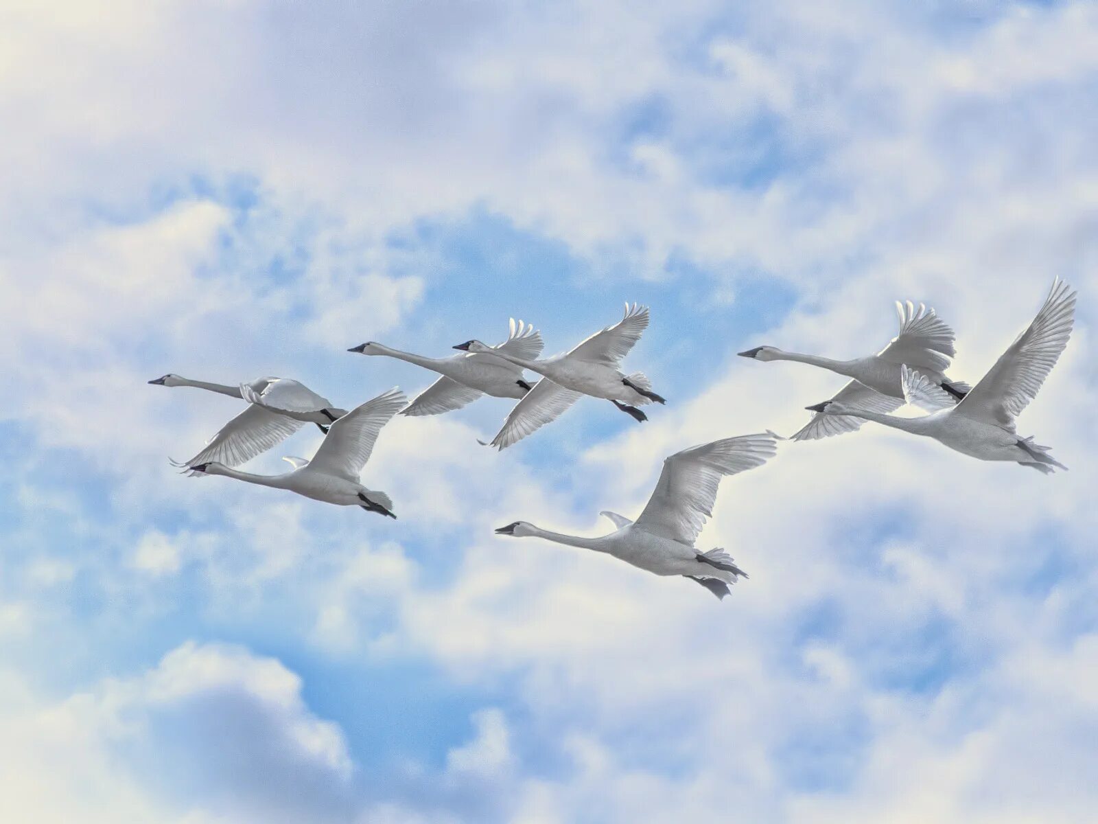 Полет белых лебедей. Журавль в небе. Стая лебедей. Белый журавль. Лебеди летят.