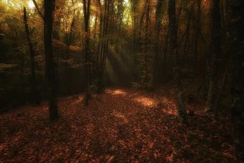 Forest pro