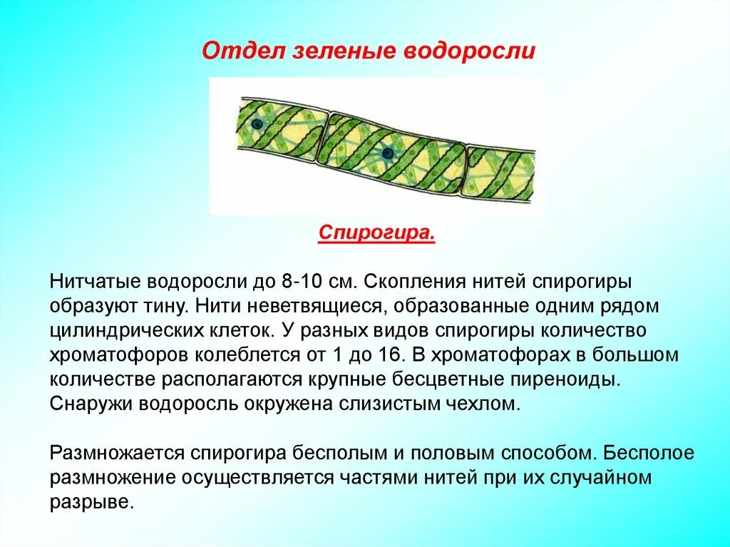 Спирогира зеленая нитчатая водоросль. Отдел зеленые водоросли спирогира. Строение нитчатой водоросли спирогиры. Водоросль спирогира биология. Многоклеточные водоросли состоят из большого числа