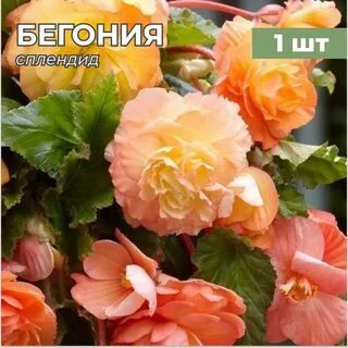 Бегония сплендид