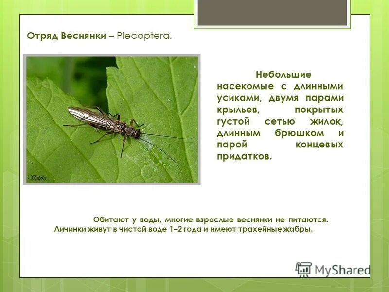 веснянки строение. отряд веснянки представители. личинка поденки и веснянки. веснянки характеристика. веснянки характеристика.